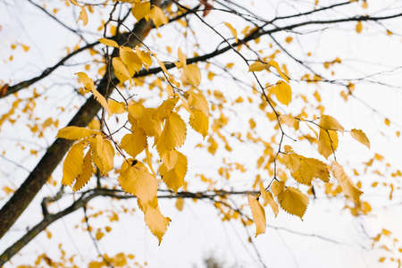 Nature in autumn. The leaves are yellow on a tree branch against the sky on a sunny day.の写真素材