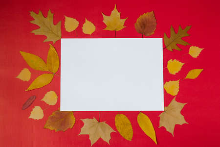 Autumn greeting card. White mock-up of a paper sheet with foliage decoration on a red background. Copy spaceの写真素材