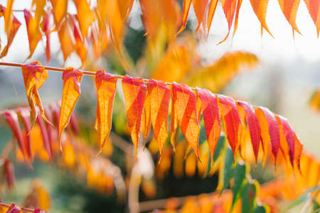 Orange leaves of sumac or vinegar tree close - up in autumnの写真素材