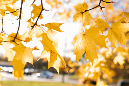 Nature in autumn. Yellow maple leaves on a tree branch on a sunny day.の写真素材