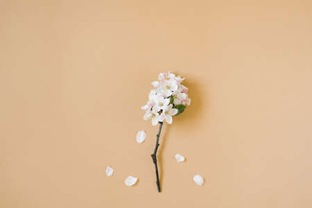 A twig of an apple tree with white flowers on a beige background. The concept of spring and fast time changing seasons. Flat lay, top view, copy spaceの写真素材