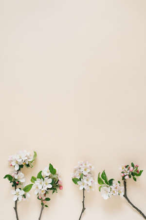 Minimalistic concept. Branches of an apple tree with white flowers on a beige background. Creative...
