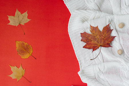 Autumn concept. Fallen autumn leaves lie on a white knitted blanket on a red background with a copy spaceの写真素材