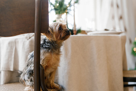 Yorkshire terrier is sitting on a chair near the tableの写真素材