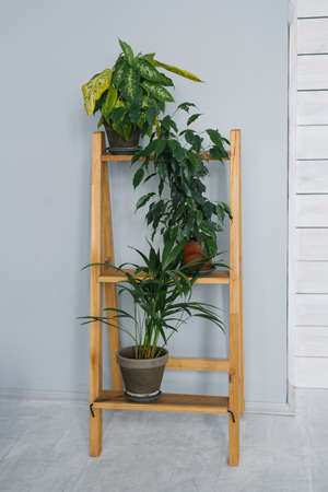 Potted houseplants stand on a wooden stepladder in the living room or officeの写真素材
