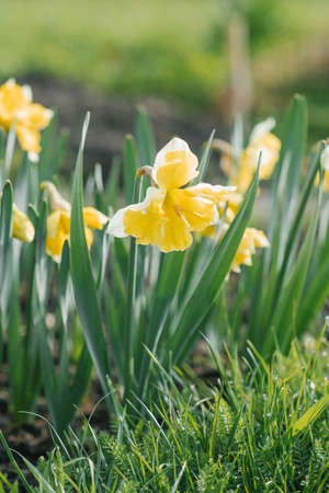 A beautiful spring flower of yellow narcissus blooms in the garden