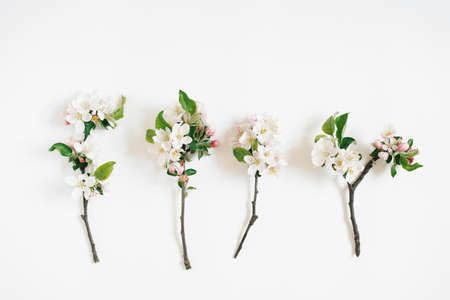 Apple tree branches with white flowers on a white background. Top view, flat layの写真素材