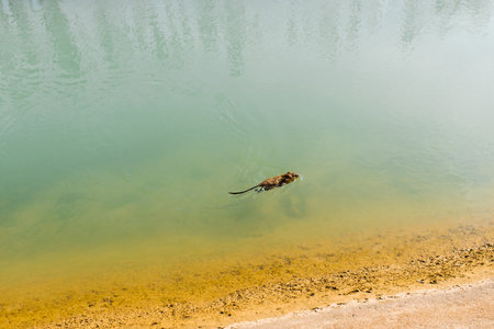 A sea rat or otter swims in the water on the riverの写真素材