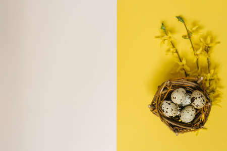 Quail eggs and a yellow forsythia branch on a yellow and white paper background in a minimalist style. Easter concept. Creative Flat lay Top view Copy space template lettering, text or your designの写真素材