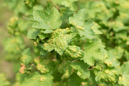 Damaged leaves of currant gall aphid on the bush in summerの写真素材