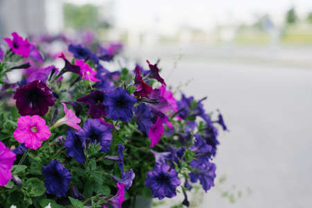 Blue, pink and purple petunia flowers close-up plano with copy spaceの写真素材