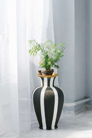 Indoor plant with areca palm leaves in a black and white floor vase near the window in the houseの写真素材