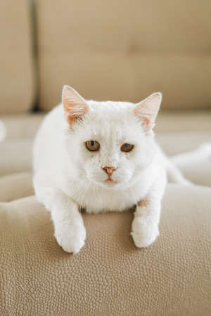 A white cat, who was sheltered with a sore eye, is lying on the couchの写真素材