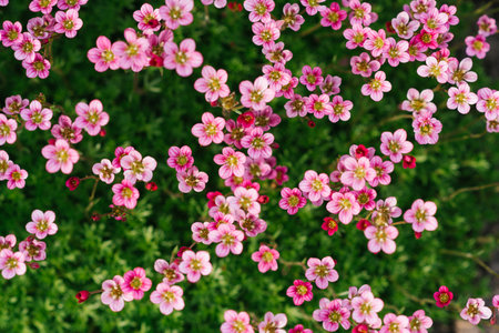 Pink saxifrage flowers in spring in the gardenの写真素材