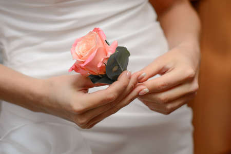 Boutonniere for the groom from a pink rose in the hands of the bride close-up