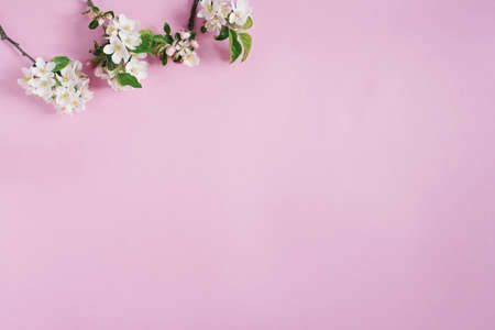 minimalist concept. Branches of an apple tree with white flowers on a pink background. Creative lifestyle, spring concept. Flat lay, top view.の写真素材