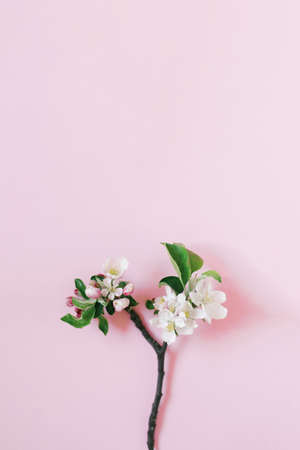 Small sprig of apple tree with white flowers on pink background with copy space. creative greeting card. Flat lay, top viewの写真素材