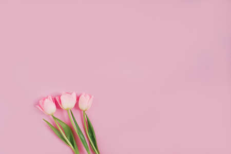 Bouquet of pink tulips on a pastel pink background. Holiday gift, greeting card for Easter, Birthday, Valentine's Day. copy spaceの写真素材