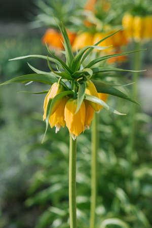 Beautiful yellow hazel grouse flowers. Perennial bulbous plantの写真素材