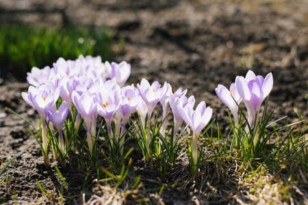 Spring flowers crocuses and reviving nature on a sunny dayの写真素材