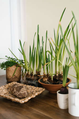 Spring flowers in pots in the decor of a Scandinavian house