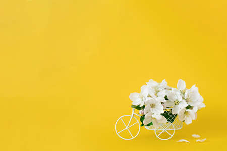 A white retro toy bicycle delivering white apple blossoms on a yellow background. Valentine's day...