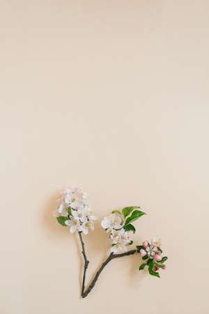 Apple spring flowers on a beige background. Flat lay, top view with copy spaceの写真素材