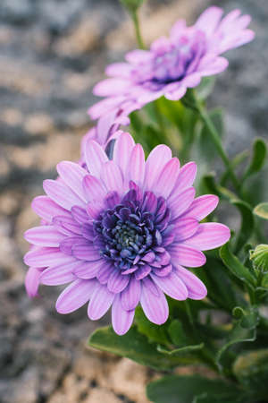 Lilac terry flowers of osteospermum in summer in the gardenの写真素材