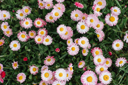 Pink Bellis flowers in spring summer in the gardenの写真素材