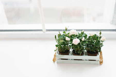 Houseplant roses in a pot and in a white wooden box on the windowsillの写真素材