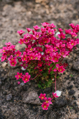 Blooming Saxifraga in spring in the gardenの写真素材