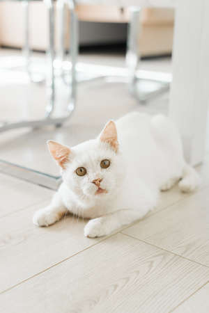 A white cat who was rescued on the street, with a sore eye, sits on the floor in the house and looks carefullyの写真素材