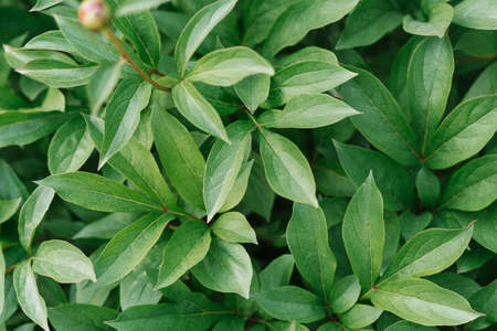 Green leaves of the herbaceous peony. natural background