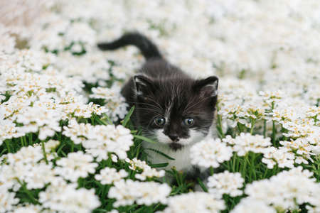 Beautiful white and black kitten posing in white flowers outdoorsの写真素材