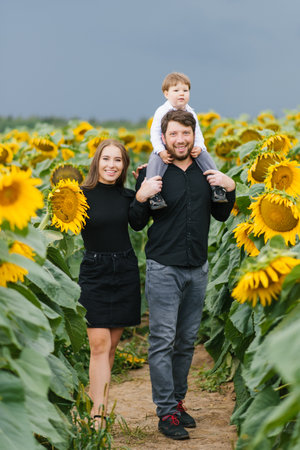 A young mother and father with their young son walking through a field with sunflowers on a summer dayの写真素材