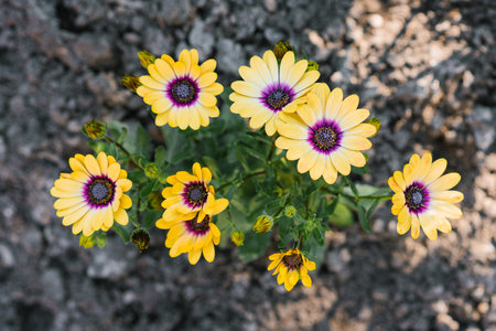 Beautiful bright yellow flowers of osteospermum in the gardenの写真素材