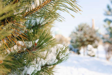 Pine branches with needles close-up in winter with copy space