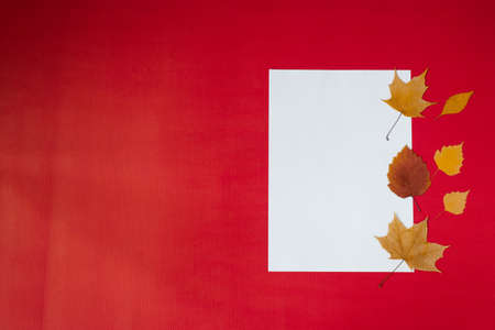 Cean white sheet of paper for text with autumn fallen leaves on a red background. Autumn greeting Card concept with copy spaceの写真素材