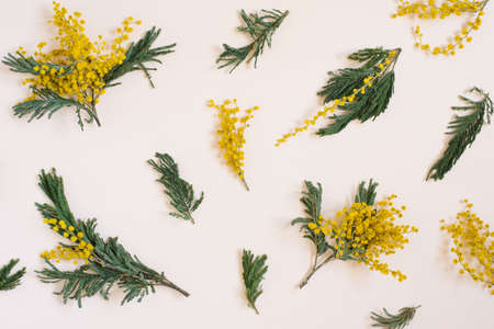 Floral arrangement, a pattern of mimosa flowers on a white backgroundの写真素材