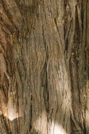 Relief texture of tree bark. natural background