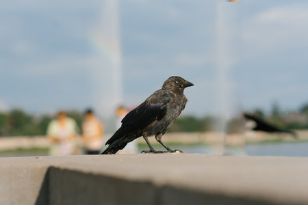 Crow bird in the urban landscape