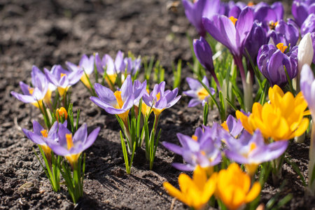 Bright crocus flowers bloom in spring in the gardenの写真素材
