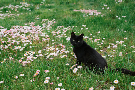 Beautiful black cat with green eyes sits on a meadow grass, walks in the open airの写真素材