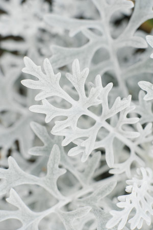 Cineraria primorskaya grows in the garden in summer. natural backgroundの写真素材