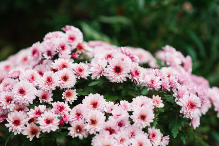Pink chrysanthemum multiflora with a dark center in autumn in the garden