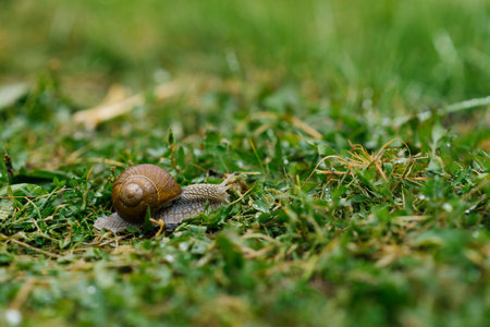 Garden snail crawls on the green grass in summerの写真素材