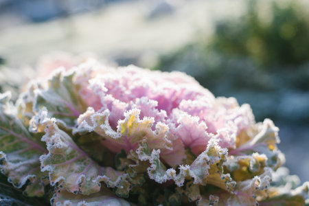 Beautiful ornamental decorative cabbage covered with a morning frost background. Organic purple decorative cabbage in the garden.の写真素材
