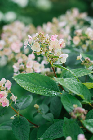 Hydrangea Paniculata flowers Early Sensation in summer in the gardenの写真素材