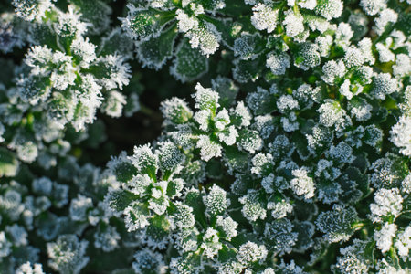 Leaves are Aubrieta covered with the first frost. natural backgroundの写真素材