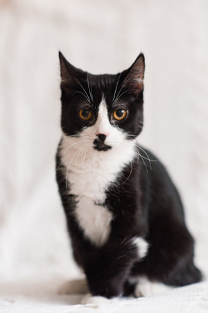 Beautiful black and white cat with yellow eyes is sitting on a white sofaの写真素材